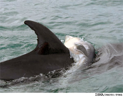 تصویر تکان‌دهنده از سوگواری دلفین‌ها
